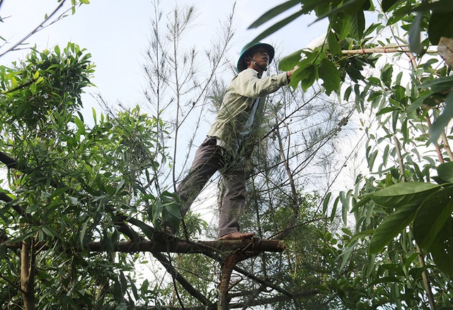 Truy quét, tháo dỡ “thiên la địa võng” tận diệt chim trời - 9 Truy quét, tháo dỡ “thiên la địa võng” tận diệt chim trời - 9