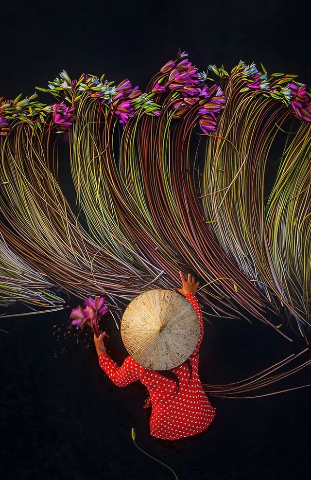 Bộ ảnh “Thu hoạch hoa súng” đậm chất thơ của nhiếp ảnh gia Việt Nam - 7 Bộ ảnh “Thu hoạch hoa súng” đậm chất thơ của nhiếp ảnh gia Việt Nam - 7