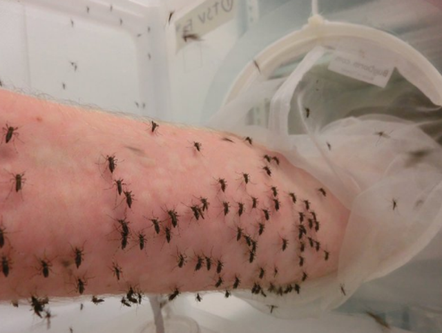 Muỗi đốt bao lâu thì bị sốt xuất huyết Các giai đoạn lây nhiễm bệnh