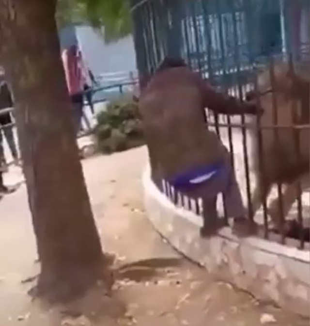 Khiêu khích sư tử trong sở thú, người đàn ông suýt mất cánh tay - 1