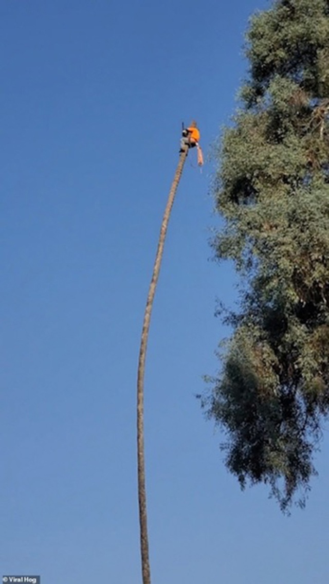 Khoảnh khắc “ngàn cân treo sợi tóc” của người cắt tỉa cây - 3 Khoảnh khắc “ngàn cân treo sợi tóc” của người cắt tỉa cây - 3