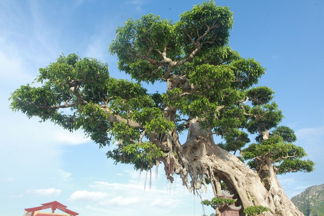 Cây sanh khủng khiến ông chủ thầu xây ngôi chùa lớn nhất thế giới mê mẩn - 7 Cây sanh khủng khiến ông chủ thầu xây ngôi chùa lớn nhất thế giới mê mẩn - 7