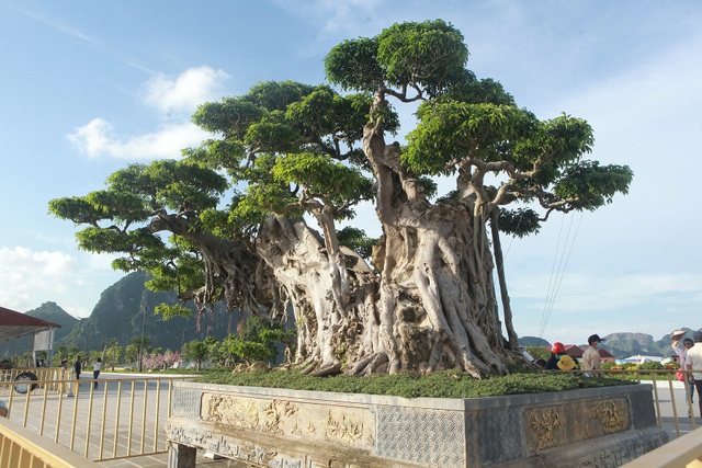 Cây sanh khủng khiến ông chủ thầu xây ngôi chùa lớn nhất thế giới mê mẩn - 8 Cây sanh khủng khiến ông chủ thầu xây ngôi chùa lớn nhất thế giới mê mẩn - 8