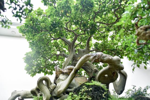 Ngắm bồ đề đắc đạo hàng trăm năm tuổi khiến đại gia khao khát săn lùng - 2 Ngắm bồ đề đắc đạo hàng trăm năm tuổi khiến đại gia khao khát săn lùng - 2