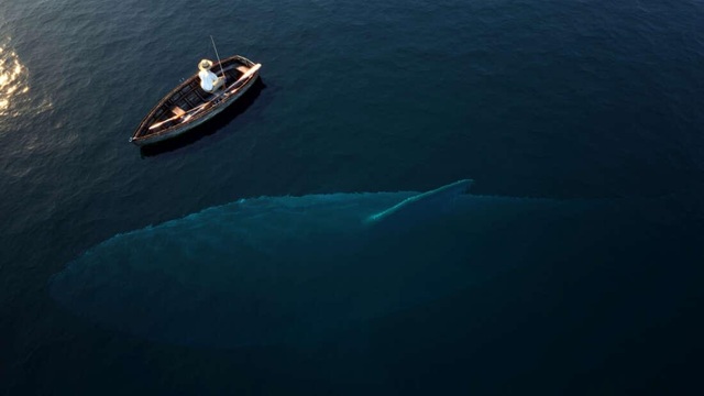Megalodon là loài cá lớn nhất đại dương? - 1 Megalodon là loài cá lớn nhất đại dương? - 1
