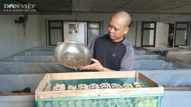 Nuôi la liệt con ông trời bắt chết sớm, anh nông dân bắt không kịp bán - 1 Nuôi la liệt con ông trời bắt chết sớm, anh nông dân bắt không kịp bán - 1
