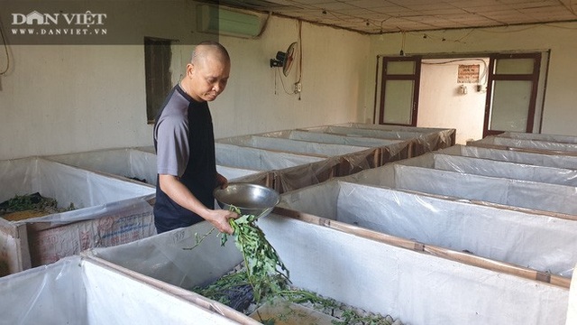Nuôi la liệt con ông trời bắt chết sớm, anh nông dân bắt không kịp bán - 2 Nuôi la liệt con ông trời bắt chết sớm, anh nông dân bắt không kịp bán - 2