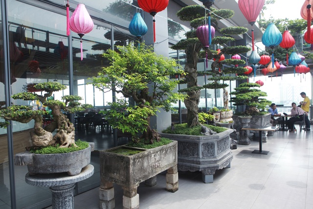 Mãn nhãn với vườn cây bonsai dáng quái giữa “lưng chừng trời” ở Hà Nội - 10 Mãn nhãn với vườn cây bonsai dáng quái giữa “lưng chừng trời” ở Hà Nội - 10