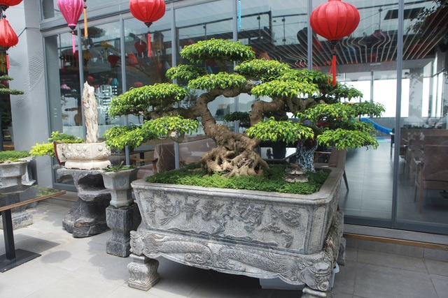 Mãn nhãn với vườn cây bonsai dáng quái giữa “lưng chừng trời” ở Hà Nội - 11 Mãn nhãn với vườn cây bonsai dáng quái giữa “lưng chừng trời” ở Hà Nội - 11