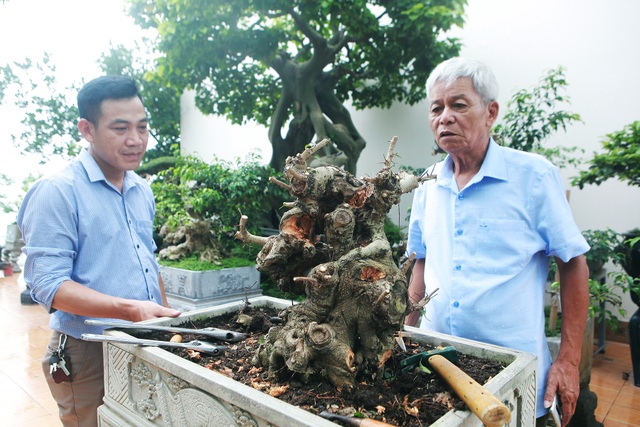 Mãn nhãn với vườn cây bonsai dáng quái giữa “lưng chừng trời” ở Hà Nội - 12 Mãn nhãn với vườn cây bonsai dáng quái giữa “lưng chừng trời” ở Hà Nội - 12