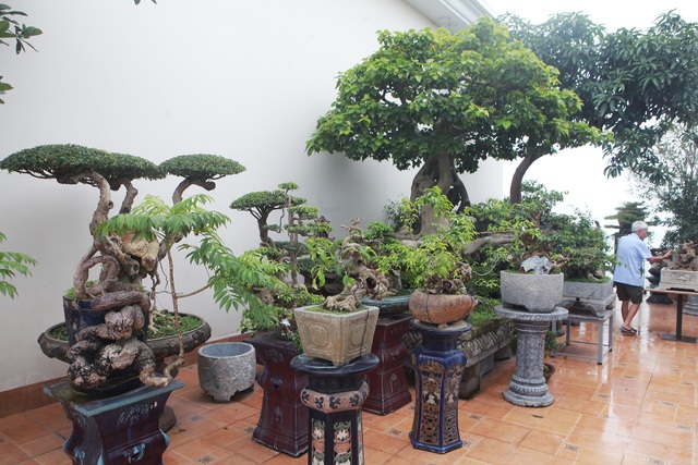 Mãn nhãn với vườn cây bonsai dáng quái giữa “lưng chừng trời” ở Hà Nội - 2 Mãn nhãn với vườn cây bonsai dáng quái giữa “lưng chừng trời” ở Hà Nội - 2