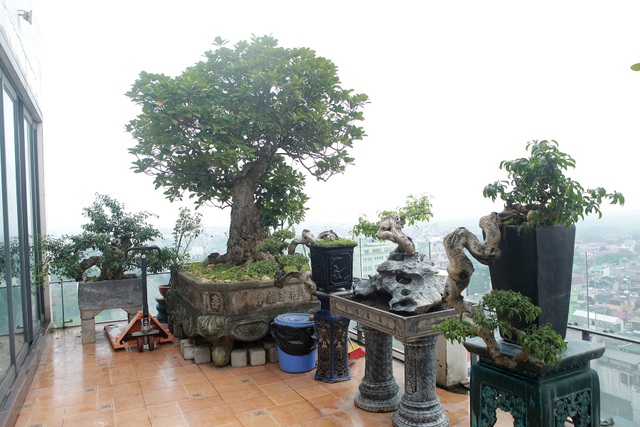Mãn nhãn với vườn cây bonsai dáng quái giữa “lưng chừng trời” ở Hà Nội - 3 Mãn nhãn với vườn cây bonsai dáng quái giữa “lưng chừng trời” ở Hà Nội - 3