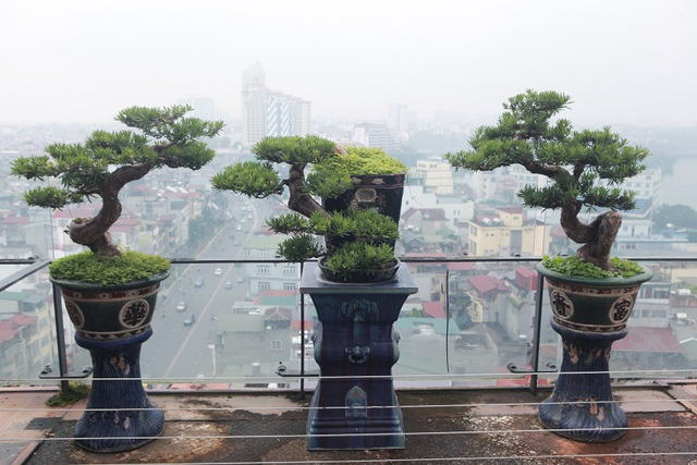 Mãn nhãn với vườn cây bonsai dáng quái giữa “lưng chừng trời” ở Hà Nội - 4 Mãn nhãn với vườn cây bonsai dáng quái giữa “lưng chừng trời” ở Hà Nội - 4