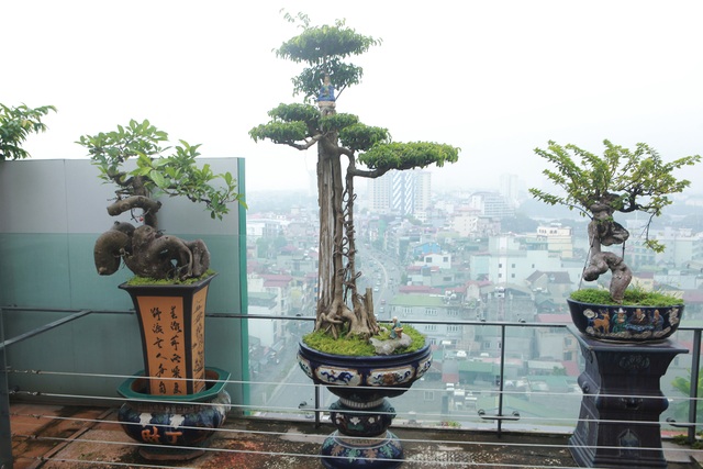 Mãn nhãn với vườn cây bonsai dáng quái giữa “lưng chừng trời” ở Hà Nội - 5 Mãn nhãn với vườn cây bonsai dáng quái giữa “lưng chừng trời” ở Hà Nội - 5