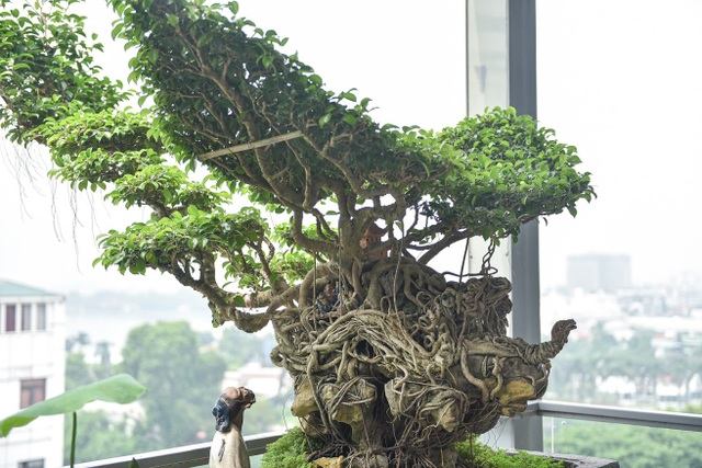 Cây sanh cổ tứ linh hội tụ” thế hiếm, đại gia ôm tiền tỷ vẫn không mua nổi - 8 Cây sanh cổ tứ linh hội tụ” thế hiếm, đại gia ôm tiền tỷ vẫn không mua nổi - 8