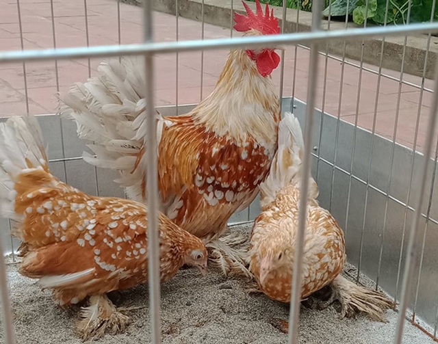 Loại gà bé tẹo giá bạc triệu, người có tiền chưa chắc mua được - 1 Loại gà bé tẹo giá bạc triệu, người có tiền chưa chắc mua được - 1