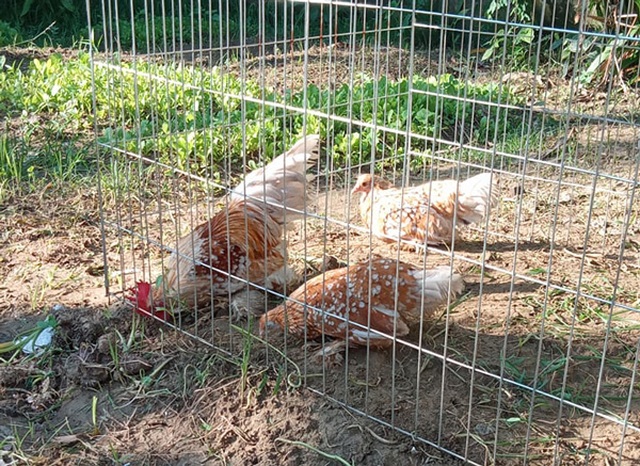 Loại gà bé tẹo giá bạc triệu, người có tiền chưa chắc mua được - 2 Loại gà bé tẹo giá bạc triệu, người có tiền chưa chắc mua được - 2