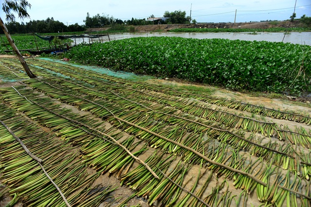Long An: Kiếm thêm bạc triệu nhờ cắt lục bình - 9 Long An: Kiếm thêm bạc triệu nhờ cắt lục bình - 9