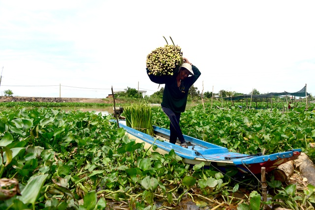 Long An: Kiếm thêm bạc triệu nhờ cắt lục bình - 8 Long An: Kiếm thêm bạc triệu nhờ cắt lục bình - 8