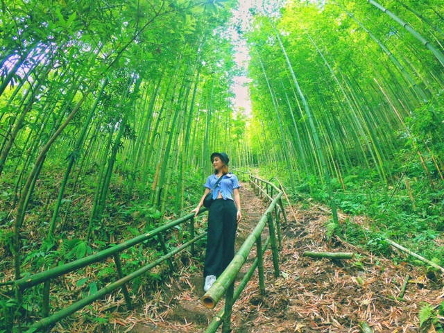 Dân phượt “phát sốt”, săn tìm rừng trúc đẹp như phim cổ trang ở Yên Bái - 2