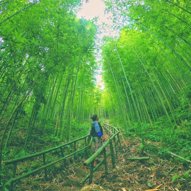 People travel "feverish", hunting for beautiful bamboo forests like historical movies in Yen Bai - 4
