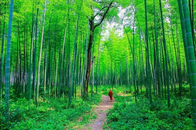 People travel "feverish", hunting for beautiful bamboo forests like historical movies in Yen Bai - 7