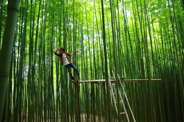 Dân phượt “phát sốt”, săn tìm rừng trúc đẹp như phim cổ trang ở Yên Bái - 8