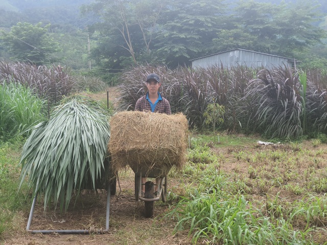 Đàn bò tót quý gày trơ xương bây giờ được chăm sóc thế nào? - 3