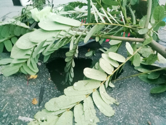 Hố “tử thần” bất ngờ xuất hiện trên đường lớn ở TP Bạc Liêu - 1 Hố “tử thần” bất ngờ xuất hiện trên đường lớn ở TP Bạc Liêu - 1