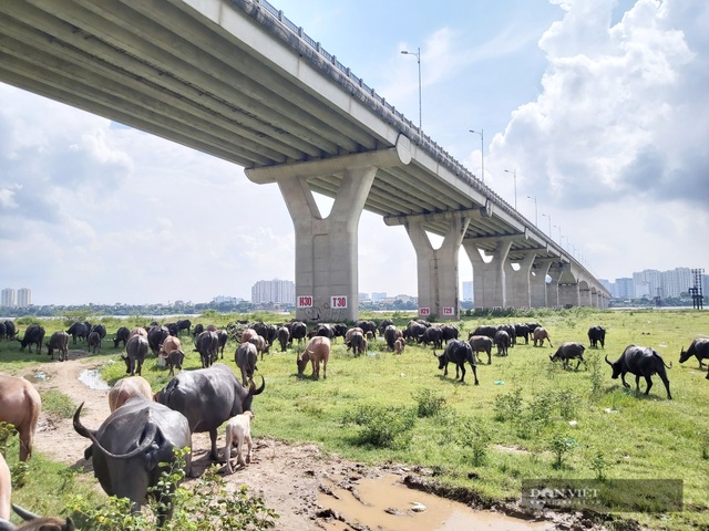 Nữ tướng sở hữu đàn trâu tiền tỷ gần 200 con ở bãi sông Hồng - 1 Nữ tướng sở hữu đàn trâu tiền tỷ gần 200 con ở bãi sông Hồng - 1