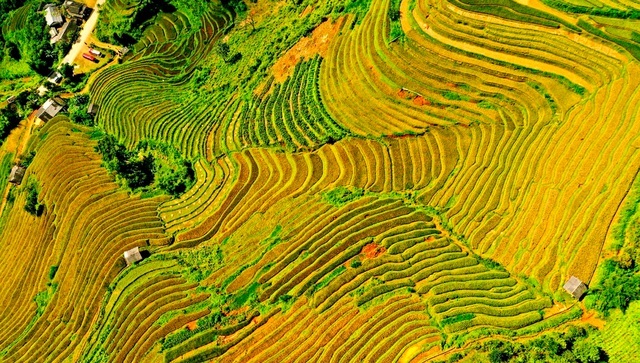 Tourists enjoy sitting in a helicopter watching the Mu Cang Chai terraced fields - 4