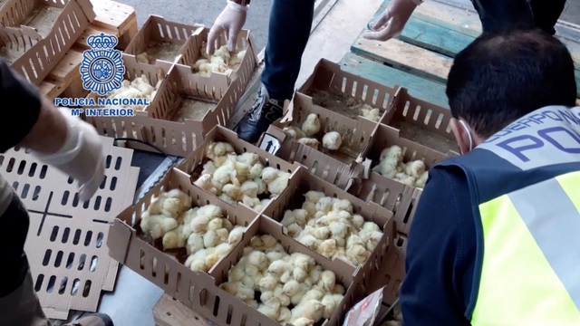 Phát hiện 23.000 gà con chết trong hộp giấy tại sân bay Tây Ban Nha - 1 Phát hiện 23.000 gà con chết trong hộp giấy tại sân bay Tây Ban Nha - 1