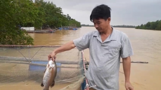Người dân khóc ròng” khi hàng chục tấn cá lồng gần xuất bán bị chết trắng - 5 Người dân khóc ròng” khi hàng chục tấn cá lồng gần xuất bán bị chết trắng - 5