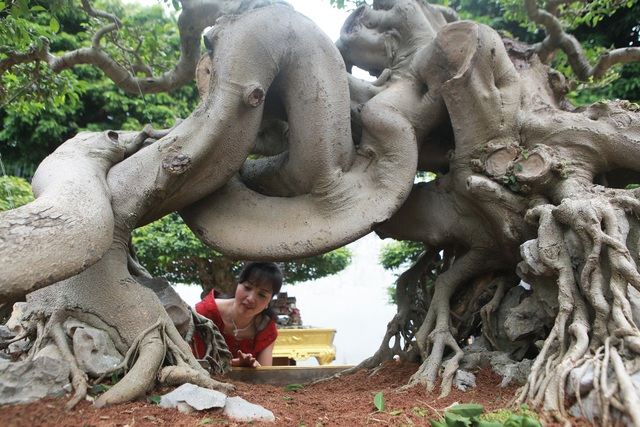 Nữ đại gia giấu chồng, mang 5 tỷ đồng đi mua “siêu cây” dáng quái - 10 Nữ đại gia giấu chồng, mang 5 tỷ đồng đi mua “siêu cây” dáng quái - 10
