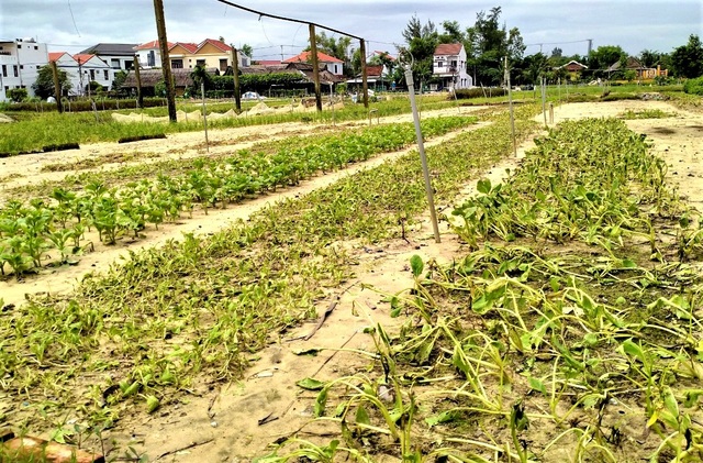 Quặn lòng nhìn những làng rau quả thiệt hại nặng sau mưa lũ - 10 Quặn lòng nhìn những làng rau quả thiệt hại nặng sau mưa lũ - 10