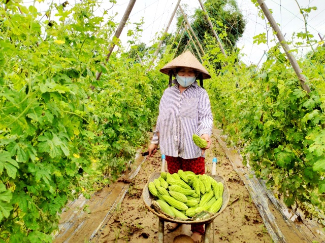 Quặn lòng nhìn những làng rau quả thiệt hại nặng sau mưa lũ - 7 Quặn lòng nhìn những làng rau quả thiệt hại nặng sau mưa lũ - 7