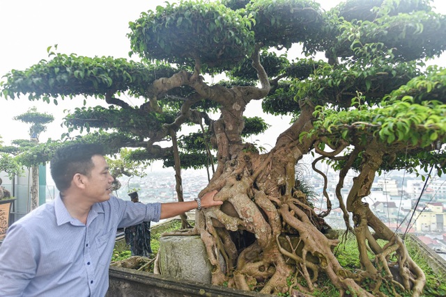 Cây sanh cổ trăm tuổi đắt giá ngang căn chung cư cao cấp ở Hà Nội - 4 Cây sanh cổ trăm tuổi đắt giá ngang căn chung cư cao cấp ở Hà Nội - 4