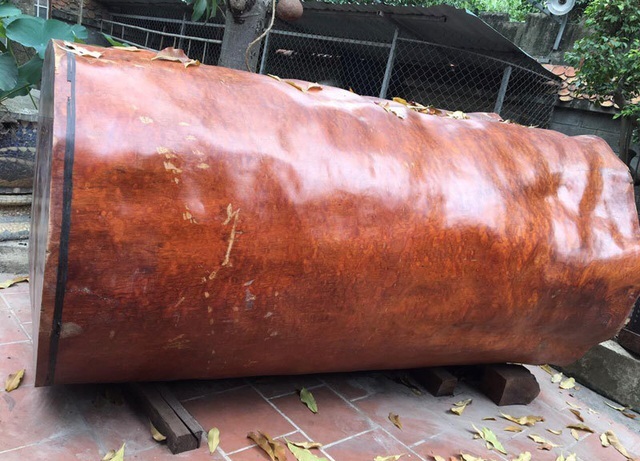 Khúc gỗ bỏ xó trong vườn, ngỡ ngàng khi biết giá trị thật - 3 Khúc gỗ bỏ xó trong vườn, ngỡ ngàng khi biết giá trị thật - 3
