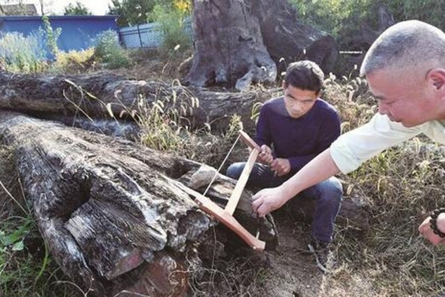 Khúc gỗ bỏ xó trong vườn, ngỡ ngàng khi biết giá trị thật - 5 Khúc gỗ bỏ xó trong vườn, ngỡ ngàng khi biết giá trị thật - 5