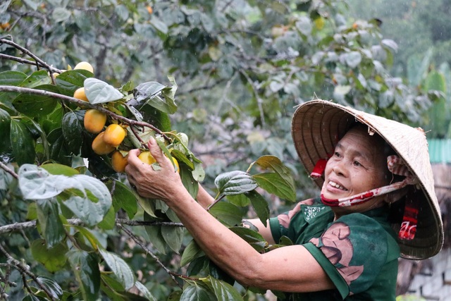 Hà Tĩnh: Hồng Yên Du được mùa, người dân phấn khởi “đếm quả, lấy tiền” - 7 Hà Tĩnh: Hồng Yên Du được mùa, người dân phấn khởi “đếm quả, lấy tiền” - 7