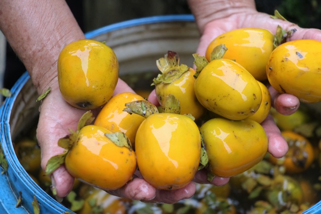 Hà Tĩnh: Hồng Yên Du được mùa, người dân phấn khởi “đếm quả, lấy tiền” - 11 Hà Tĩnh: Hồng Yên Du được mùa, người dân phấn khởi “đếm quả, lấy tiền” - 11