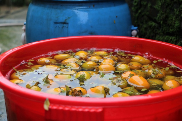 Hà Tĩnh: Hồng Yên Du được mùa, người dân phấn khởi “đếm quả, lấy tiền” - 14 Hà Tĩnh: Hồng Yên Du được mùa, người dân phấn khởi “đếm quả, lấy tiền” - 14