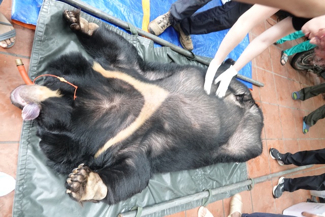 A closeup of the rescue process of a person with a bear weighing almost 200 kg in Hanoi - 2