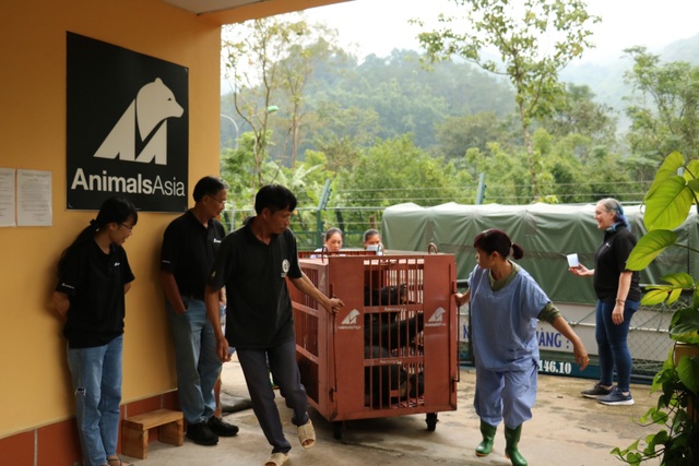 A close up of the rescue process of a person with a bear weighing almost 200 kg in Hanoi - 8