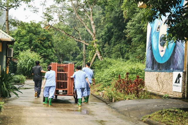 A close up of the rescue process of a person with a 200 kg bear in Hanoi - 7