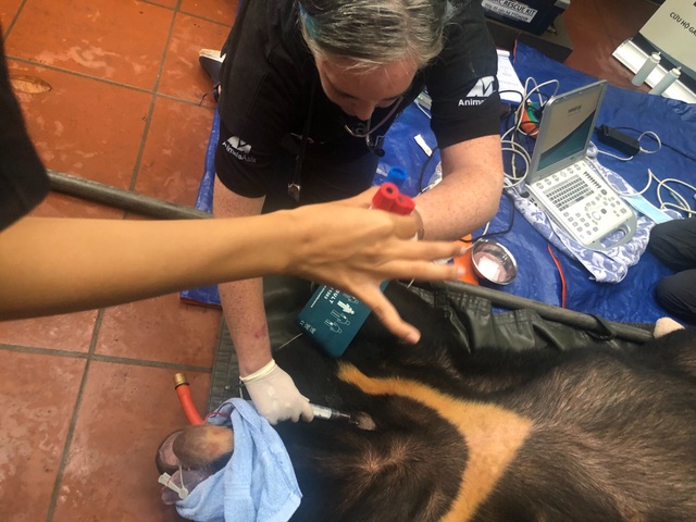 A close up of the rescue process of a person with a bear weighing almost 200 kg in Hanoi - 4