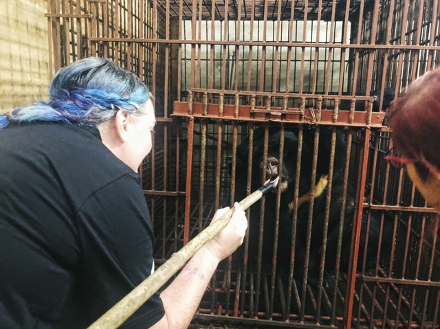 A close up of the rescue process of a person with a 200 kg bear in Hanoi - 1