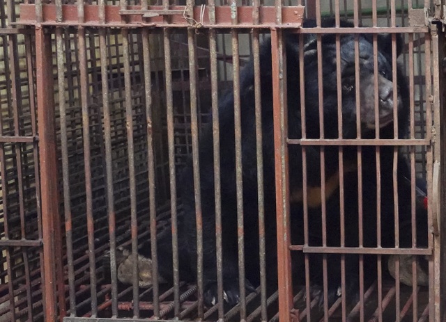 A close up of the rescue process of a person with a bear weighing almost 200 kg in Hanoi - 6