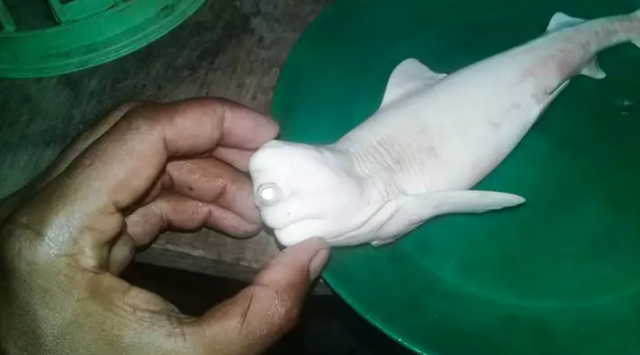 Caught a single-eyed albino shark in Indonesia - 1