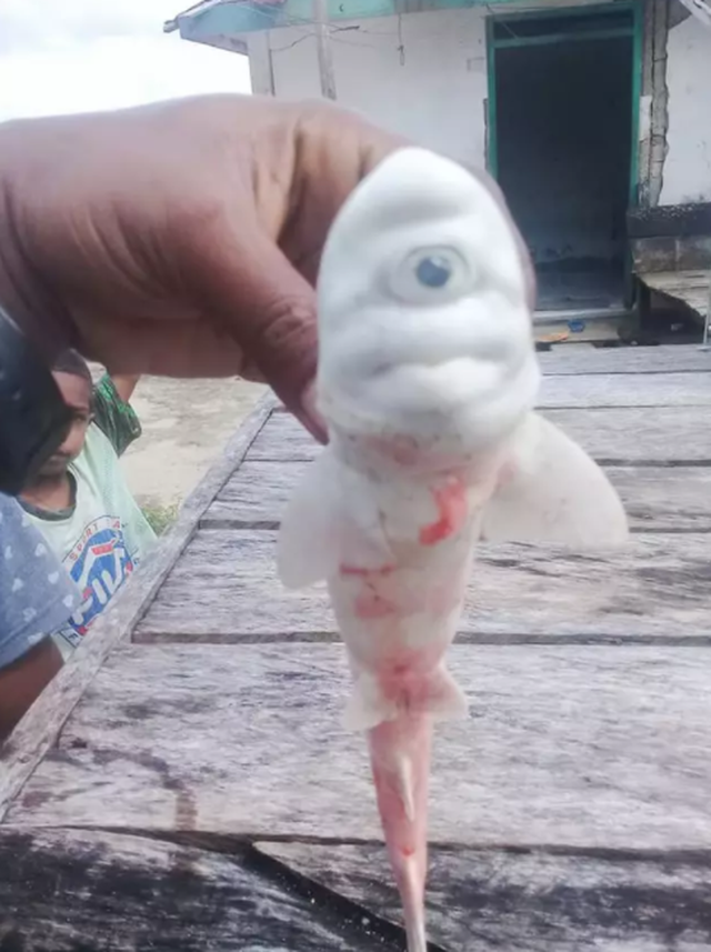 Caught a single-eyed albino shark in Indonesia - 2